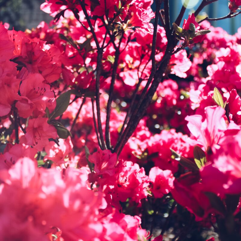 Creativity is Blooming